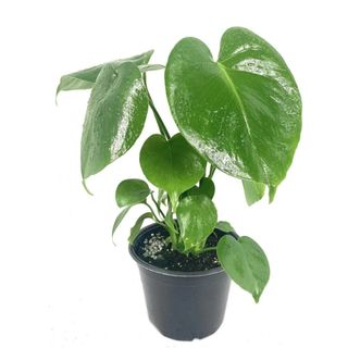 A green monstera deliciosa plan