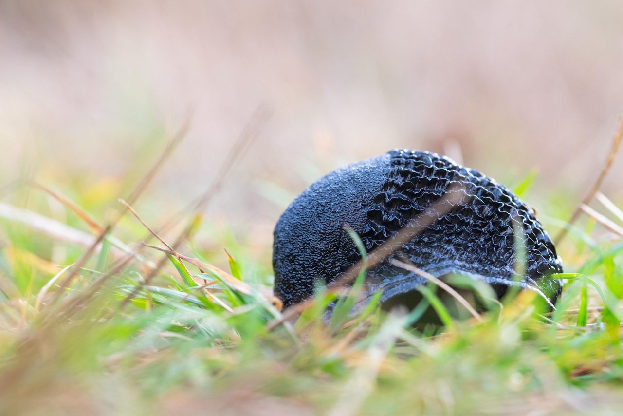 An Ash black slug (Limax cinereoniger), sitting hidden in the grass... if not ready to pounce, then at least ready to make a nasty squishy mess on the sole of your shoes.