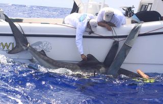 Tagging a monster: Shivji's team fits a satellite tag on a tiger shark near Bermuda.