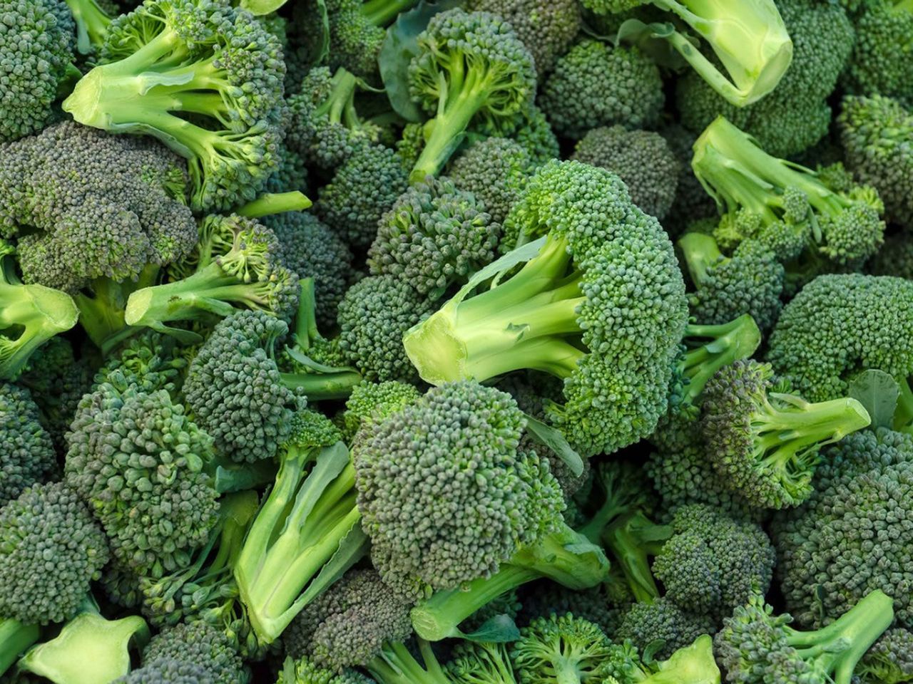 Harvested And Cut Green Broccoli