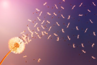 A dandelion blowing in the wind.