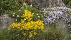 Cascading plants with yellow and lilac blooms growing in a rockery garden