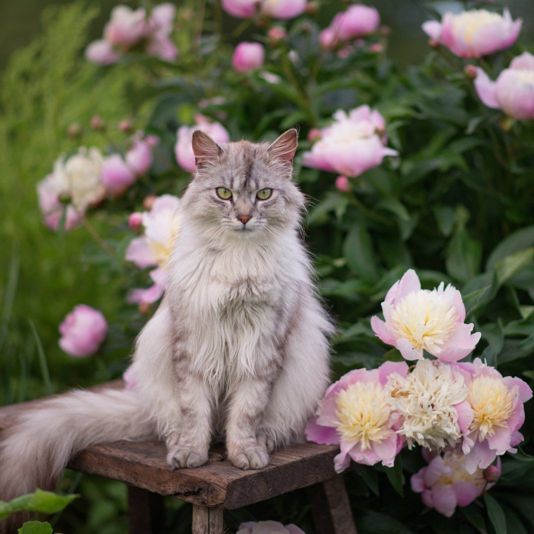 Are Peonies Poisonous For Cats? Keep Pets Safe In Peony Gardens