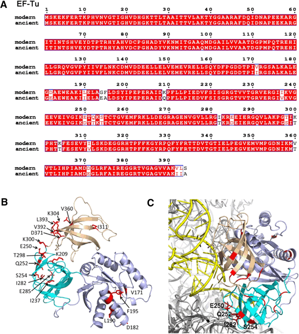 At top is a comparison of the amino acids in the modern EF-Tu gene compared to the ancient version. The small differences between the two are highlighted. At bottom left is a ribbon visualization of the ancient EF-Tu gene, and at bottom right we see the EF-Tu gene attached to a 70S ribosome (which links amino acids together for protein synthesis).