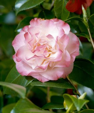 Camellia japonica `Nuccio's Jewel'