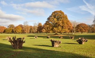 Houghton Hall trees and stumps