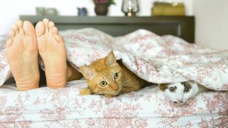 Cat and feet