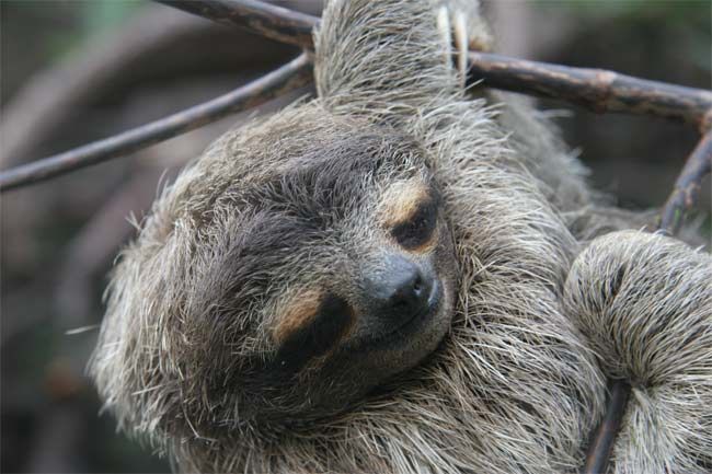 three-toed sloth