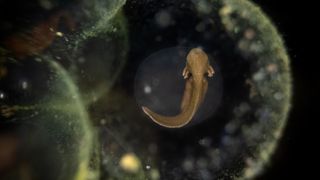 Close-up image of a developing amphibian embryo inside a translucent egg in dark surroundings
