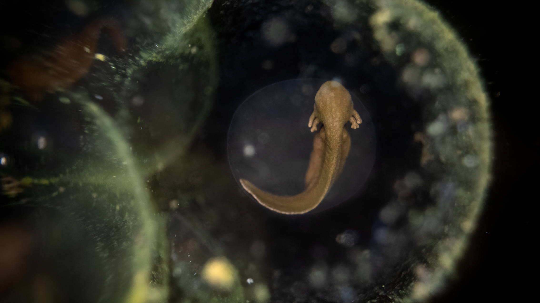 Close-up image of a developing amphibian embryo inside a translucent egg in dark surroundings