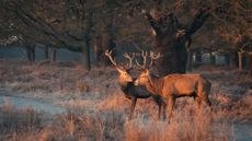 Richmond Park holds off the ever creeping urbanisation of London, much to the appreciation of its population of deer. Credit: Getty