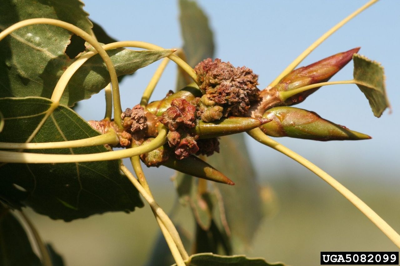 Bud Gall Mite On Tree