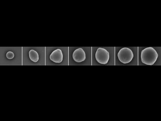 These are electron microscope images of "colloidal atoms," micrometer-sized particles with patches that allow bonding only along particular directions. From left to right: particle with one patch (analogous to a hydrogen atom), two, three, four (analogous to a carbon atom), five, six, and seven patches.