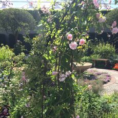 garden with pink flower plants and trees