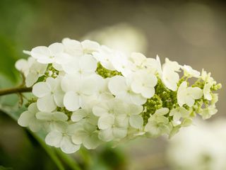 white panicle of Hydrangea quercifolia 'Snow Queen'