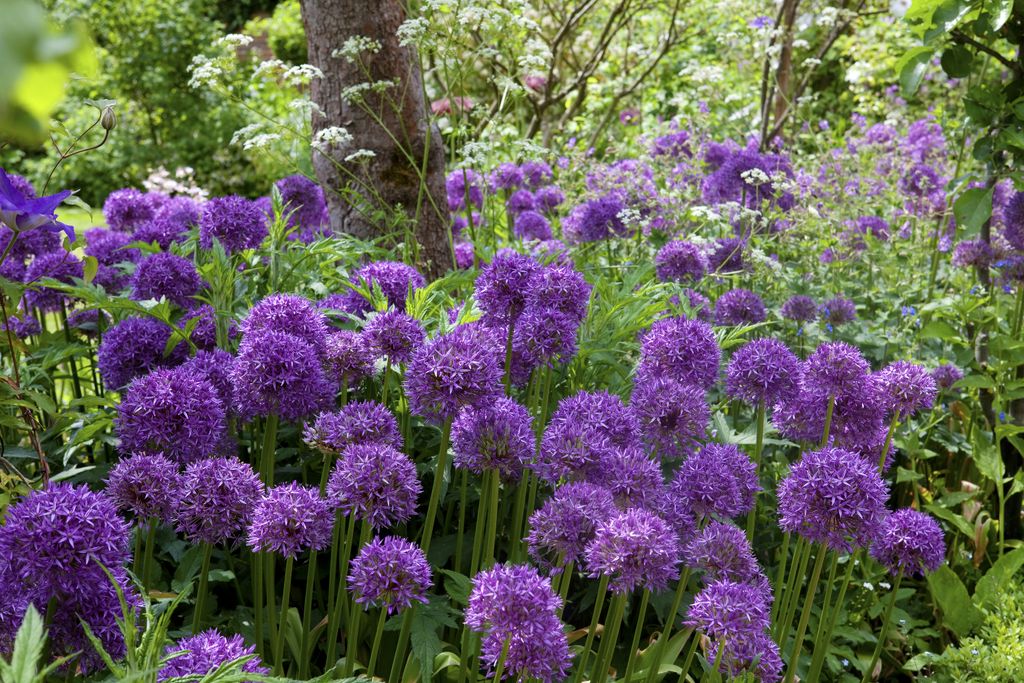 Flower bulbs how and when to start planting bulbs Real Homes