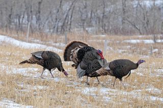 flock of turkeys on a farm.