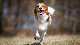 Nederlandse Kooikerhondje running towards the camera