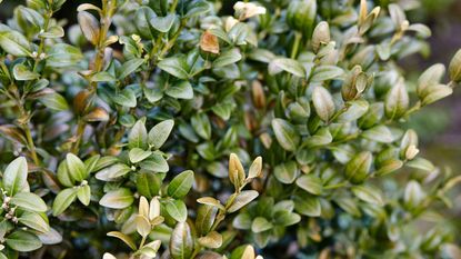 boxwood with yellowing leaves