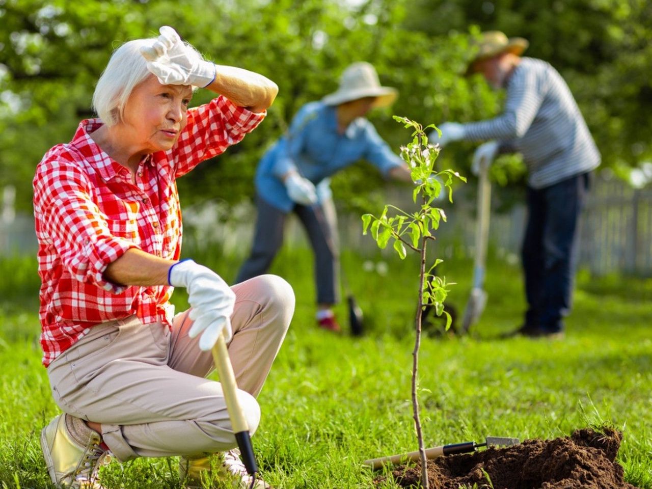 Senior woman planting a tree in the heat