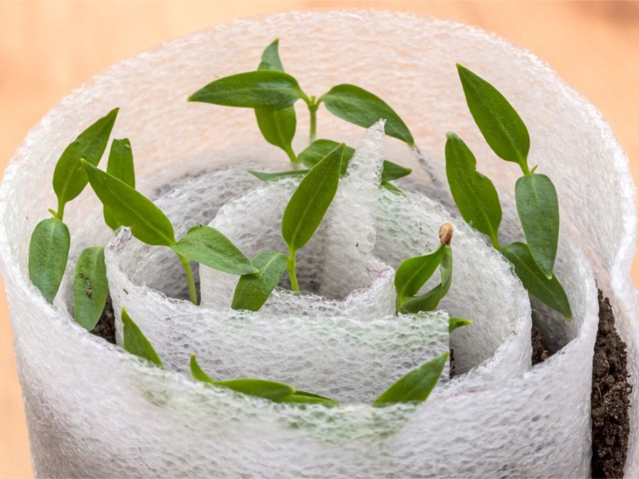 Plants wrapped in bubble wrap