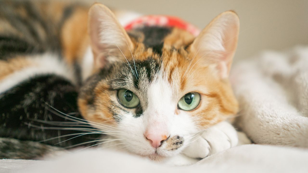 a calico cat