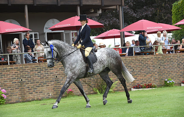 Sofia Scott riding Sundance Boy, reserve in the Supreme Hunter Championship