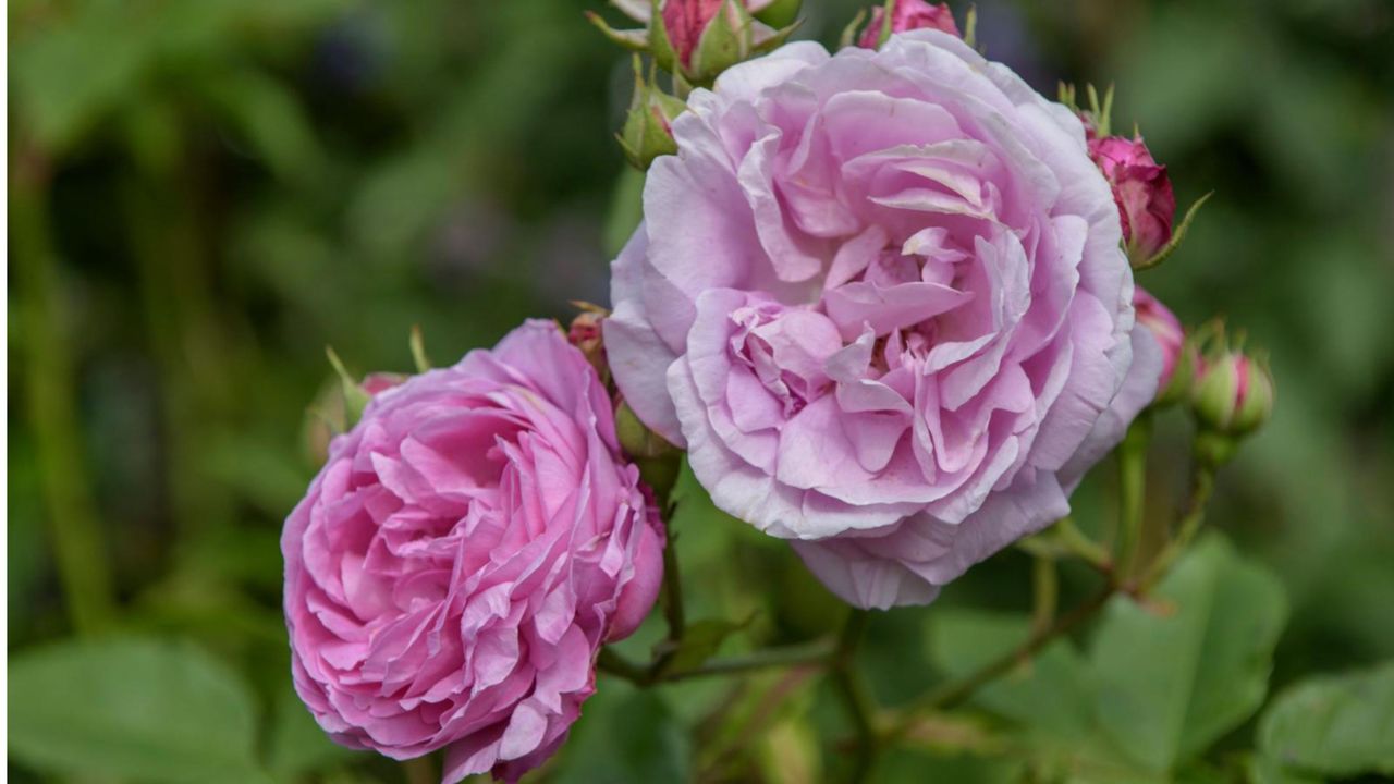 A picture-perfect pink rose growing in a garden