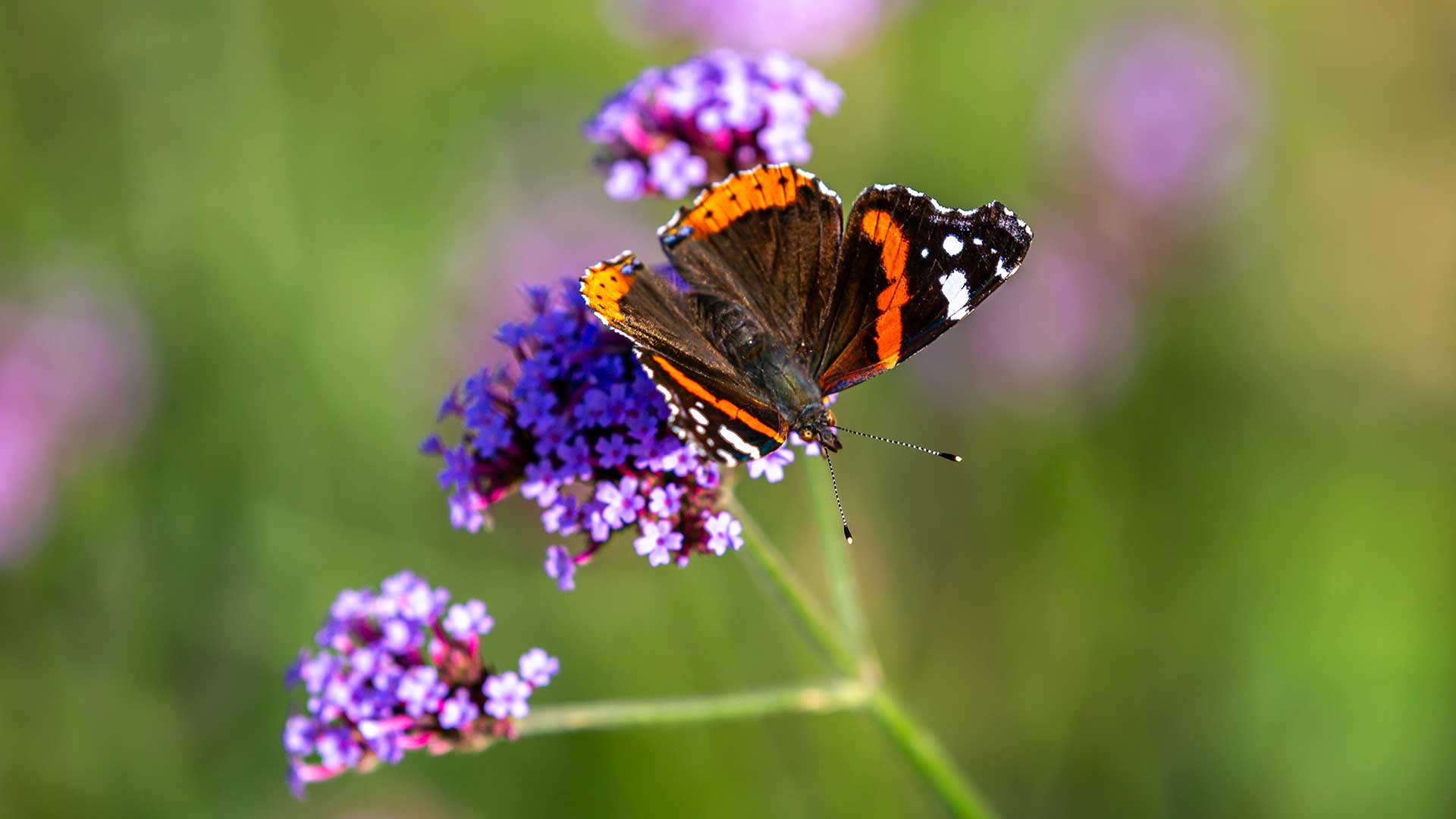 red admiral butterfly on verbena bonariensis