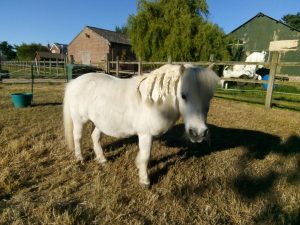 Zeus_Credit Bransby Horses