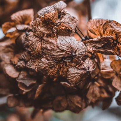 brown wilted plant close up