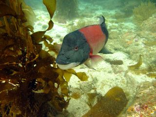 Male sheephead fish