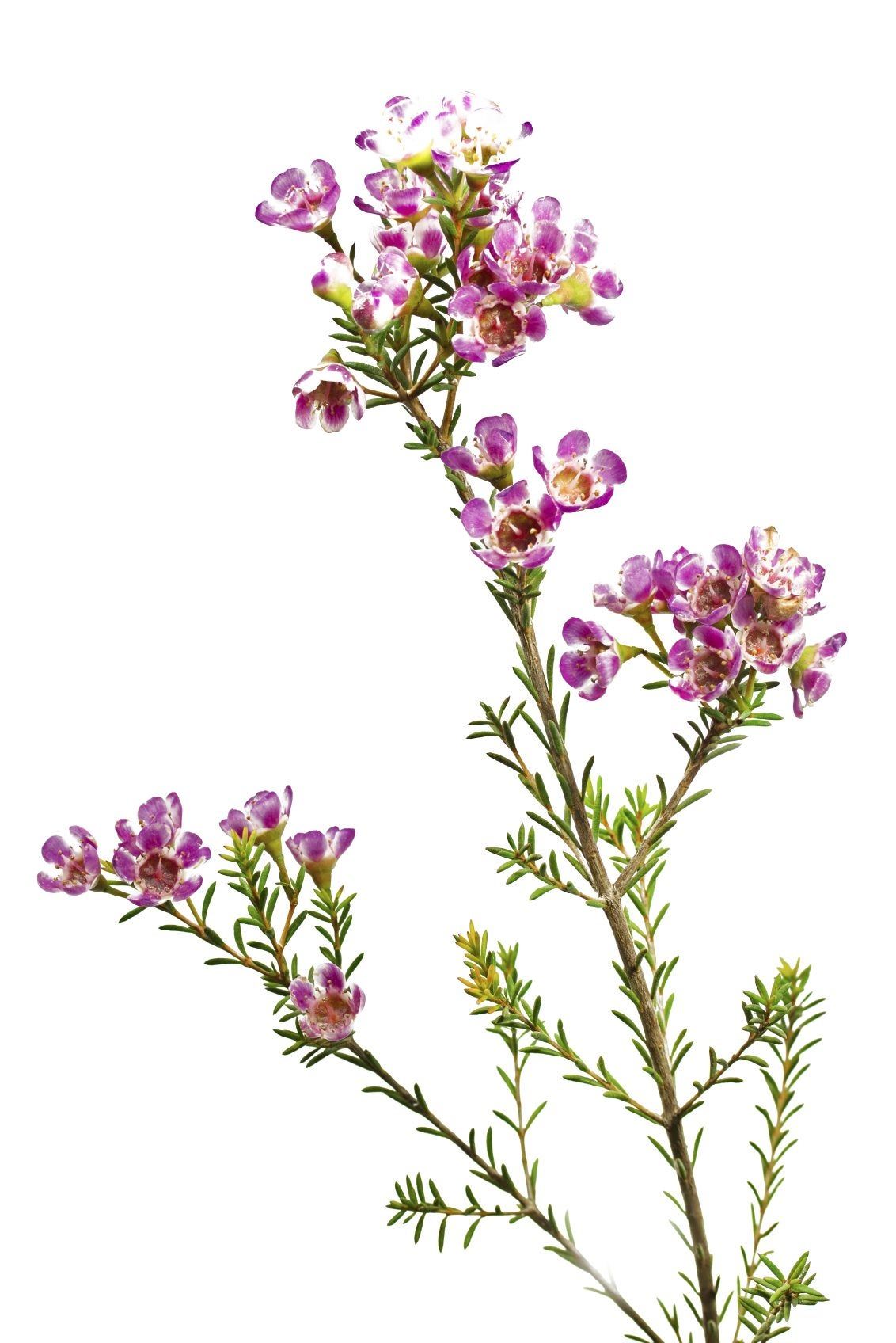 Pink Waxflower Plants