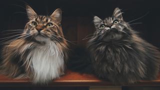 Two cats with very long fur, but not world record holders