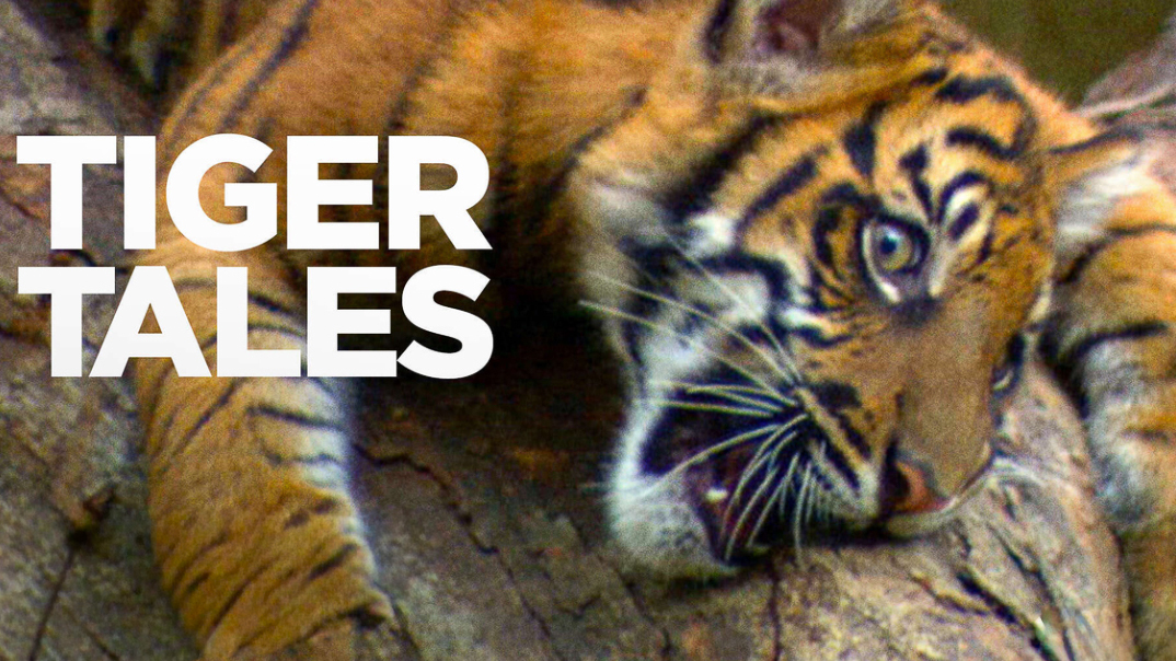 Promo banner for Paramount+ doc Tiger Tales 