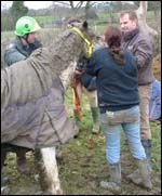 rescuedponybdmain.jpg