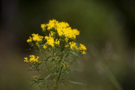 flat top goldenrod