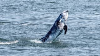 Risso's dolphin breaching