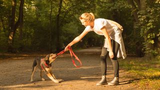 Dog pulling on leash while being walked on forest trail