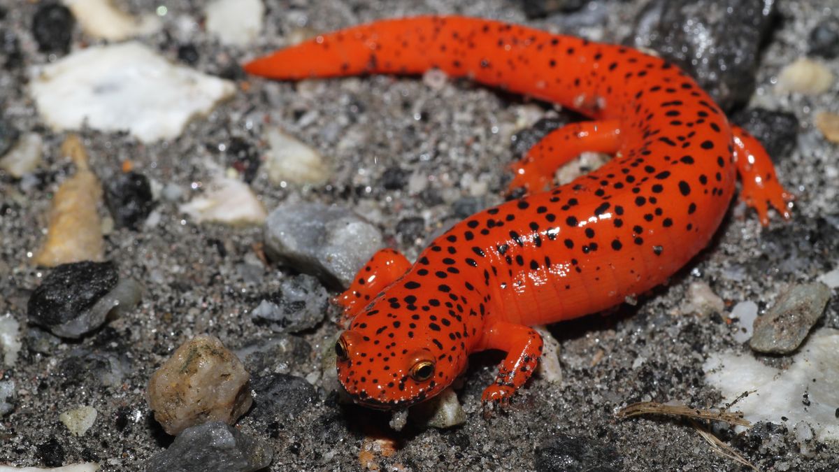 Red Salamander (Pseudotriton ruber) seen on a rainy night in North Carolina.