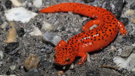 Red Salamander (Pseudotriton ruber) seen on a rainy night in North Carolina.