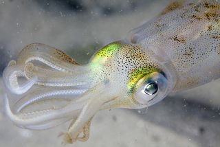 squid