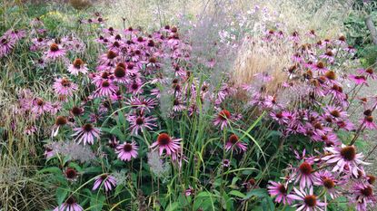 How to grow echinacea: Echinacea purpurea 'Magnus Superior'