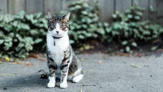 Cat sitting outdoors on gravel with plants and fence behind