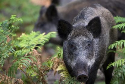 When boars are left to run free in Fukushima, they run rampant. 