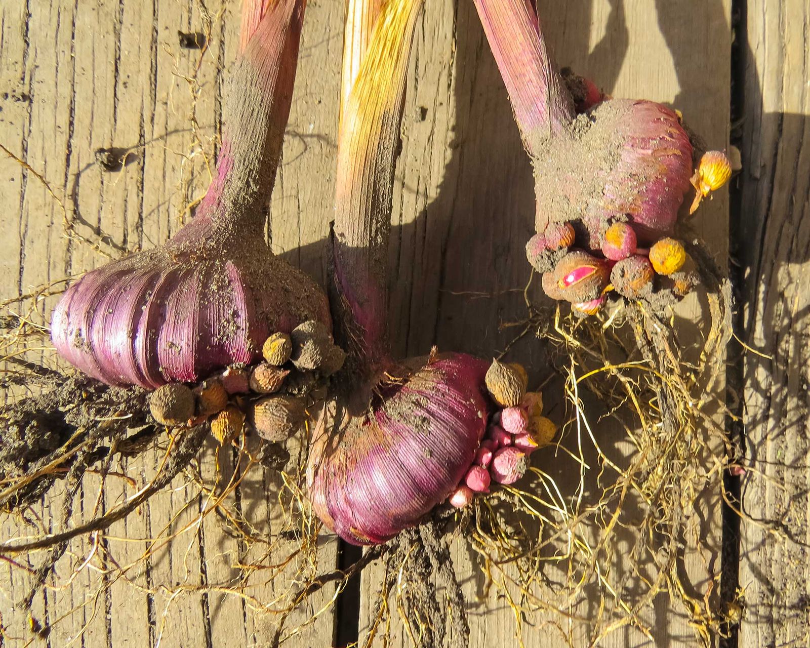 How and when to plant gladioli bulbs simple growing tips Gardeningetc