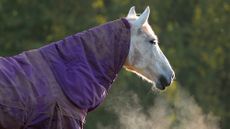 Grey horse wearing purple rug with a neck