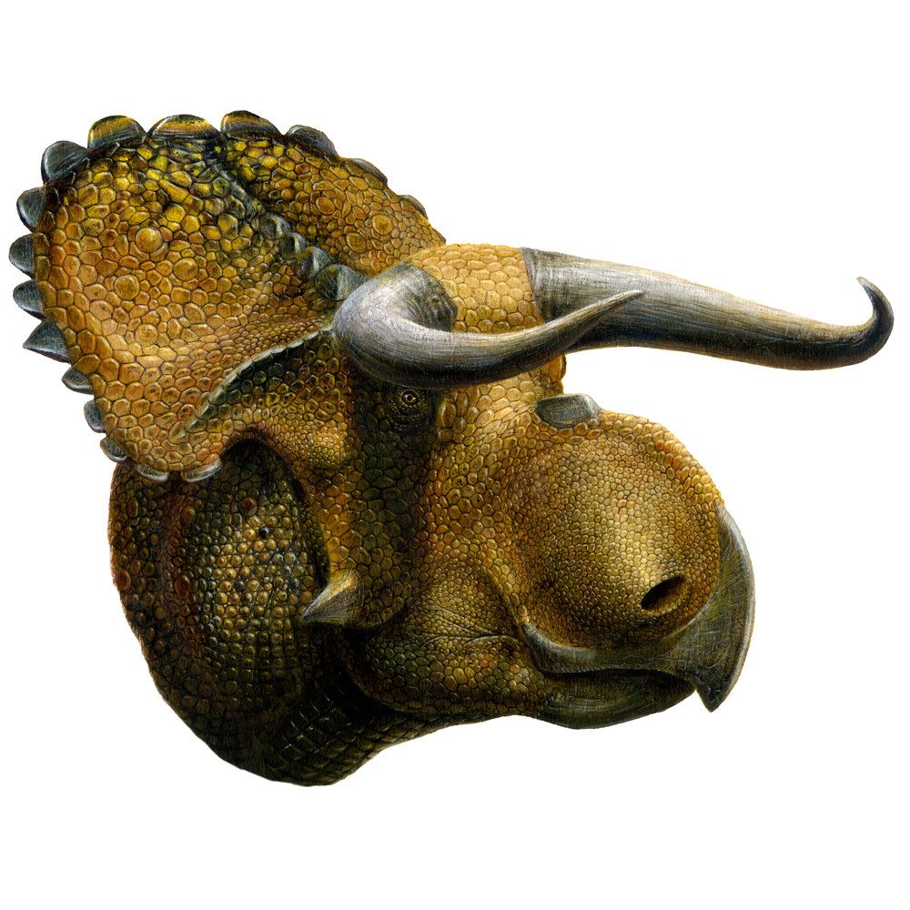 illustration of nasutoceratops