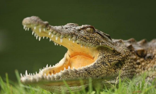 crocodile