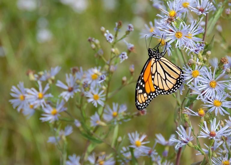 butterflies and pollinators